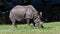 The Indian Rhinoceros, Rhinoceros unicornis aka Greater One-horned Rhinoceros