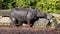 The Indian Rhinoceros, Rhinoceros unicornis aka Greater One-horned Rhinoceros