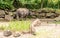 Indian rhinoceros Rhinoceros unicornis shot from behind