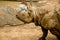 An Indian Rhinoceros walking in a zoo