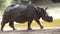 Indian rhinoceros walks. with dim background