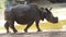 Indian rhinoceros walks. with dim background