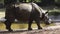 Indian rhinoceros walks in the ground. with blurred background