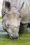 Indian Rhinoceros â€“ (Rhinoceros unicornis)