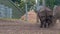 Indian rhinos sort things out, rhino conflict in a safari park, close-up, 4K