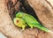 Indian Ring-necked Parakeet or Parrot