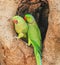 Indian Ring-necked Parakeet or Parrot