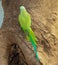 Indian Ring-necked Parakeet or Parrot- Male