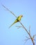 Indian ring-necked parakeetPsittacula krameri parrot sitting on dry tree branch