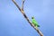 Indian ring-necked parakeetPsittacula krameri parrot sitting on dry tree branch