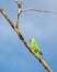 Indian ring-necked parakeetPsittacula krameri parrot sitting on dry tree branch with clear blue sky background.