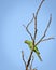Indian ring-necked parakeetPsittacula  krameri parrot sitting on dry tree branch with clear blue sky background