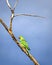 Indian ring-necked parakeetPsittacula krameri parrot sitting on dry tree branch with clesar blue sky background