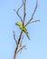 Indian ring-necked parakeetPsittacula  krameri parrot sitting on dry tree branch with clesar blue sky background