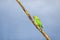 Indian ring-necked parakeetPsittacula krameri parrot sitting o