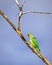 Indian ring-necked parakeetPsittacula  krameri parrot sitting o