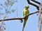 Indian ringed parrot