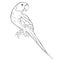 Indian ringed parrot ozherelovy parrot. Vector illustration