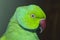 Indian Ringneck Parakeet