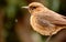 An indian robin side posing