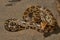 Indian rock python, Python molurus , Aarey Milk Colony , INDIA