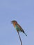 Indian roller