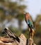 Indian roller bird perching on a dead tree trunk