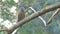 Indian roller bird in tropical rain forest.