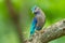 Indian roller(Coracias benghalensis)