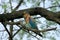 An Indian Roller (Coracias benghalensis) singing