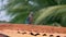 Indian roller coracias benghalensis sitting on roof