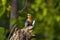 Indian Roller, Coracias benghalensis. Tadoba Tiger Reserve, Maharashtra, India