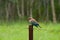Indian roller on a fencing pole during monsoon