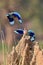 Indian roller sitting on a tree with the nice soft background