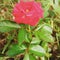 Indian  rose flower in garden