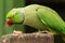Indian rose-ringed parakeet eating nuts