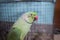 Indian Rose Ringed Parakeet Parrot , India