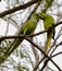 Indian rose ringed parrots