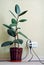 Indian Rubber Houseplant in home