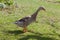 Indian runner duck