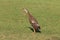 Indian runner duck