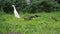 Indian Runner Duck mother and ducklings in the garden