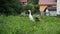 Indian Runner Duck mother and ducklings in the garden