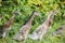 Indian runner ducks in the garden