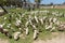 Indian Runner Ducks on a wine estate where they eat snails and other pests.