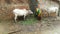 Indian rural cows