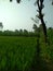 Indian Rural farm in evening time look with dark green field with grass and cereals, tree