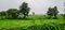 Indian Rural Green Landscape during Monsoon near Indore
