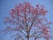 Indian rural village jharkhandn shimultala beatiful palash tree