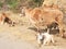 Indian rural village life ,farming animal ,cow